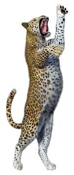 3D Rendering Big Cat Leopard on White Stock Illustration