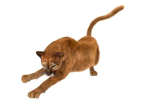 3D Rendering Big Cat Puma on White Stock Illustration