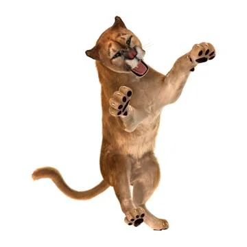 3D Rendering Big Cat Puma on White Stock Illustration