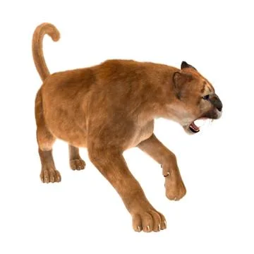 3D Rendering Big Cat Puma on White Stock Illustration