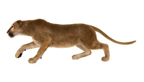 3D Rendering Big Cat Puma on White Stock Illustration