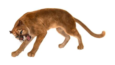 3D Rendering Big Cat Puma on White Stock Illustration