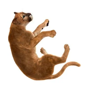 3D Rendering Big Cat Puma on White Stock Illustration
