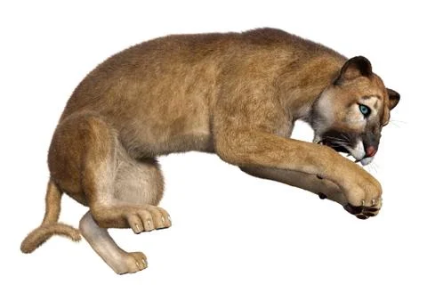 3D Rendering Big Cat Puma on White Stock Illustration
