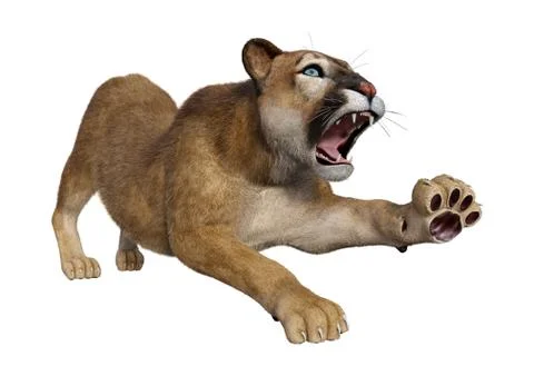 3D Rendering Big Cat Puma on White Illustrazione stock