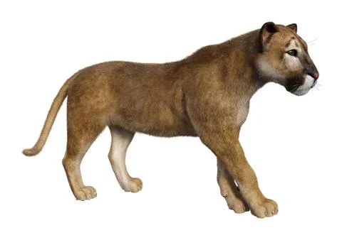 3D Rendering Big Cat Puma on White Stock Illustration