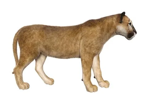3D Rendering Big Cat Puma on White Stock Illustration
