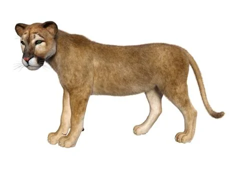 3D Rendering Big Cat Puma on White Stock Illustration
