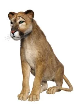 3D Rendering Big Cat Puma on White Stock Illustration