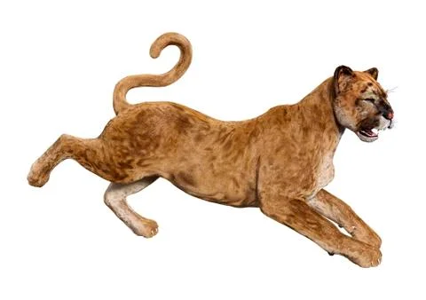 3D Rendering Big Cat Puma on White Stock Illustration