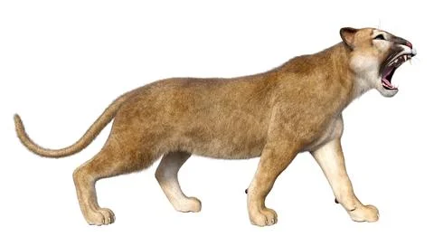 3D Rendering Big Cat Puma on White Stock Illustration