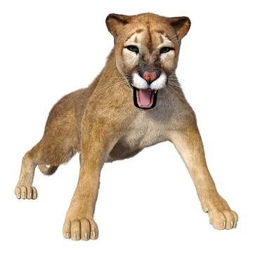 3D Rendering Big Cat Puma on White Stock Illustration