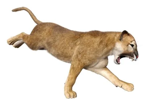 3D Rendering Big Cat Puma on White Stock Illustration