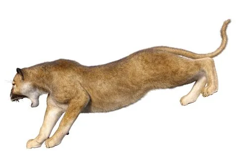 3D Rendering Big Cat Puma on White Stock Illustration