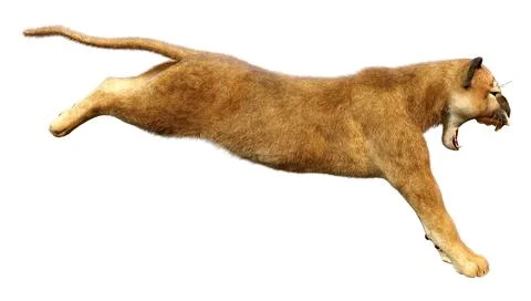 3D Rendering Big Cat Puma on White Stock Illustration