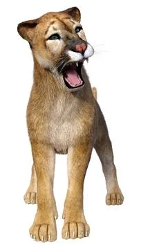 3D Rendering Big Cat Puma on White Stock Illustration