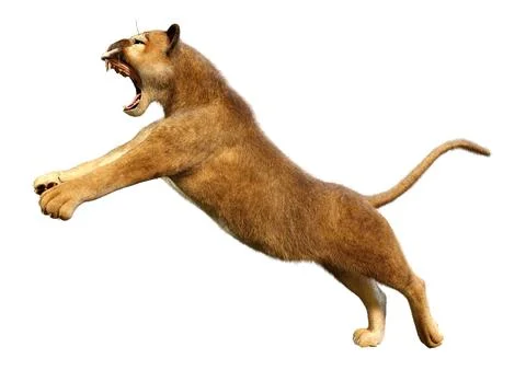 3D Rendering Big Cat Puma on White Stock Illustration