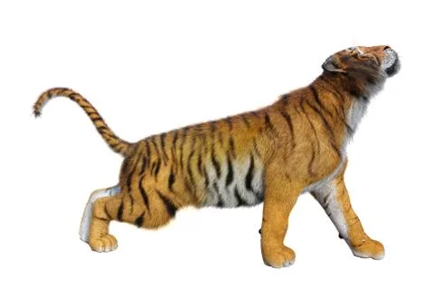 3D Rendering Big Cat Tiger on White Illustrazione stock