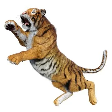 3D Rendering Big Cat Tiger on White Stock Illustration
