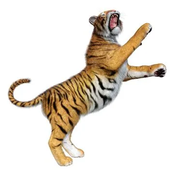 3D Rendering Big Cat Tiger on White Stock Illustration