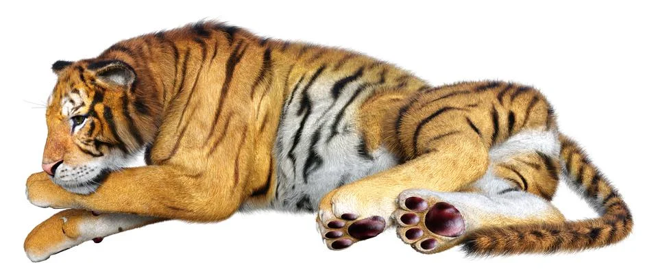 3D Rendering Big Cat Tiger on White Stock Illustration