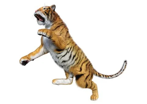 3D Rendering Big Cat Tiger on White Stock Illustration