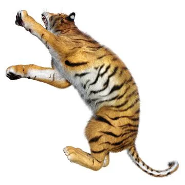 3D Rendering Big Cat Tiger on White Stock Illustration