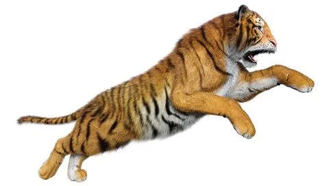 3D Rendering Big Cat Tiger on White Stock Illustration
