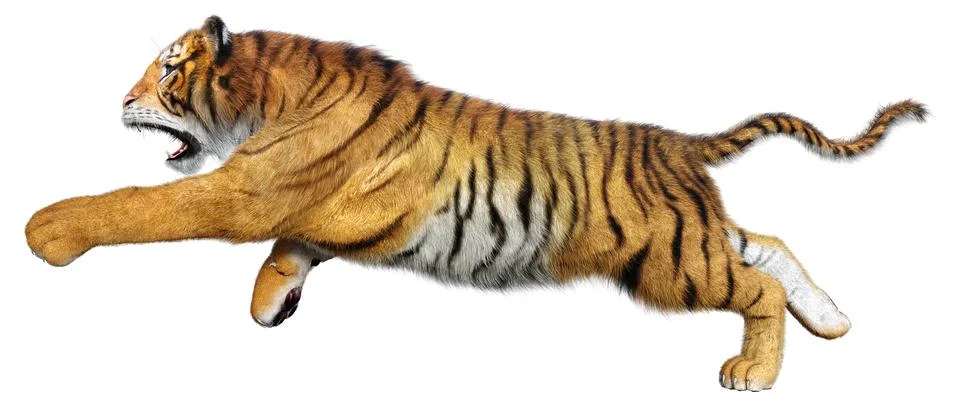 3D Rendering Big Cat Tiger on White Stock Illustration