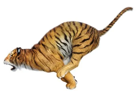 3D Rendering Big Cat Tiger on White Stock Illustration