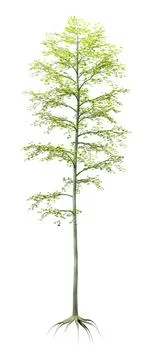 3D Rendering Birch Tree on White Stock Illustration
