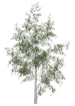 3D Rendering Birch Tree on White Stock Illustration