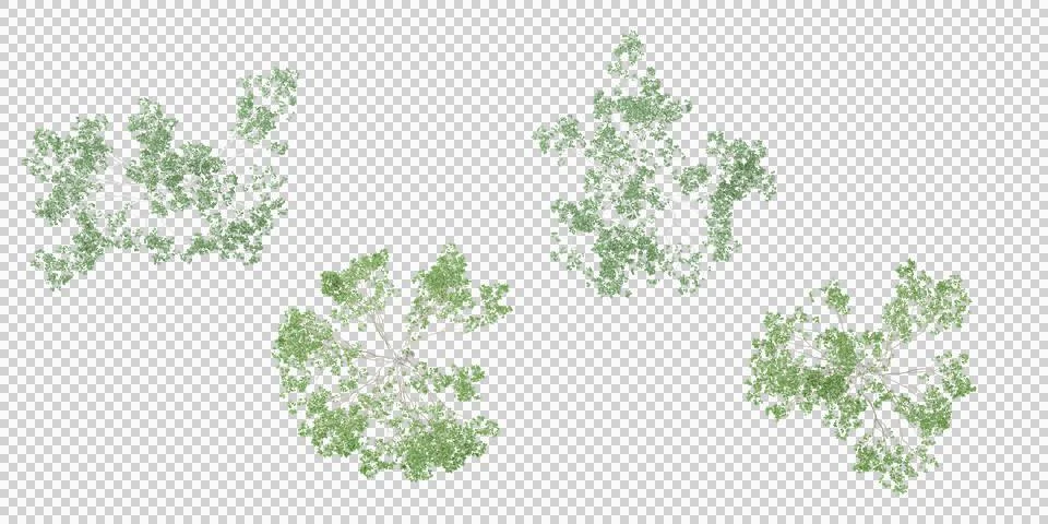 3d rendering of Birch trees from the top view isolated white background Stock Photos