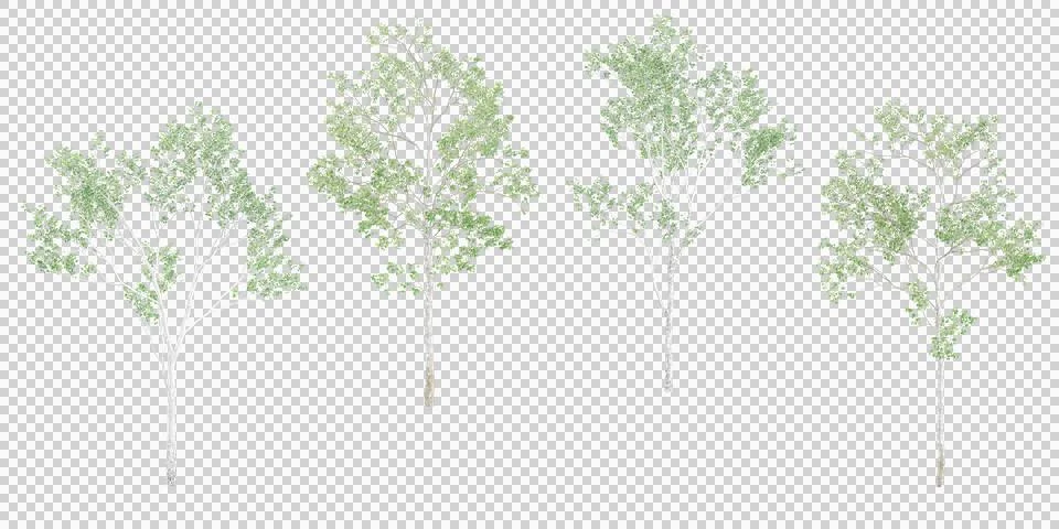 3d rendering of Birch trees with transparent background Stock Photos