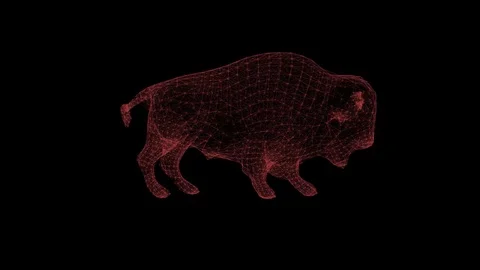 3d rendering bison plexus high poly mesh Stock Footage 106272072