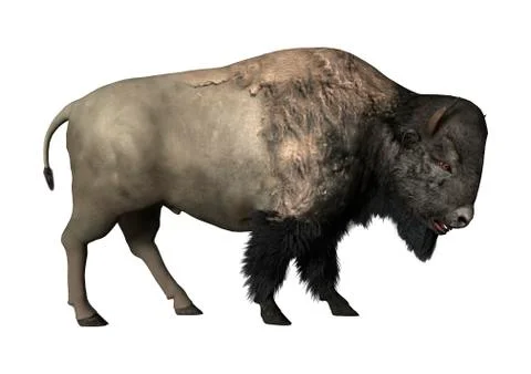 3D Rendering Bison on White Stock Illustration
