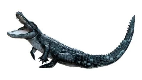 3D Rendering Black Alligator on White Stock Illustration