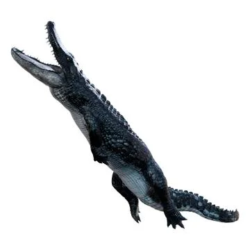 3D Rendering Black Alligator on White Illustrazione stock