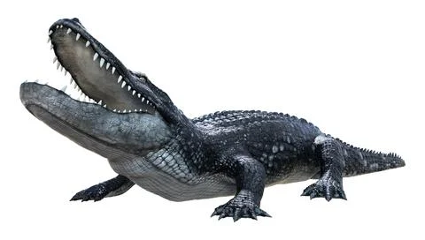 3D Rendering Black Alligator on White Stock Illustration