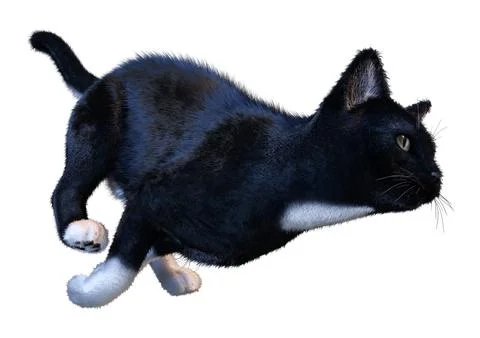 3D Rendering Black Cat on White Stock Illustration
