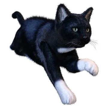 3D Rendering Black Cat on White Stock Illustration