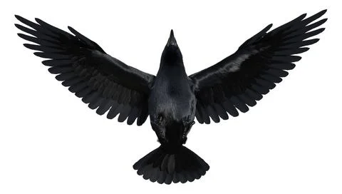 3D Rendering Black Crow on White Stock Illustration