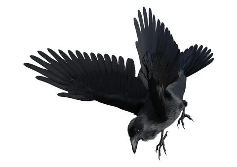 3D Rendering Black Crow on White Stock Illustration