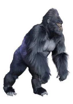 3D Rendering Black Gorilla Ape on White Stock-Illustration