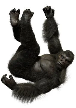 3D Rendering Black Gorilla Ape on White Stock-Illustration
