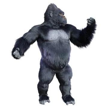 3D Rendering Black Gorilla Ape on White Stock-Illustration