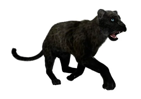 3D Rendering Black Panther on White Stock Illustration
