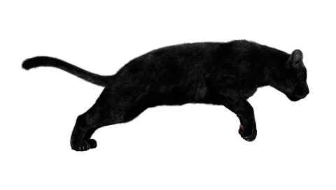 3D Rendering Black Panther on White Stock Illustration