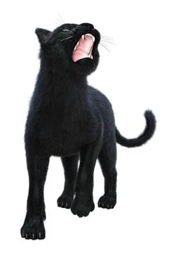 3D Rendering Black Panther on White Stock Illustration