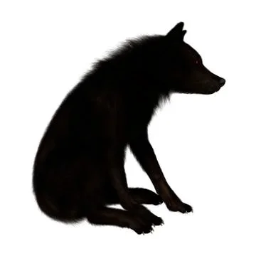 3D Rendering Black Wolf on White 스톡 일러스트